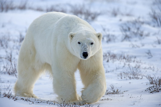 Eisb&auml;r
