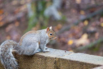 Squirrel