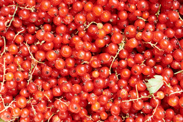 red currant as background