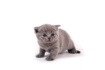 Little Kitten British blue on white background. Kitten one month. 