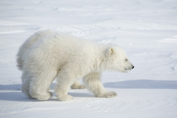 Fototapeta na wymiar Junge Eisbären