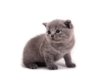 Little Kitten British blue on white background. Kitten one month. 