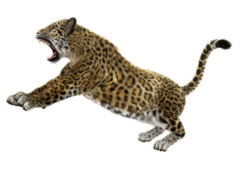 Big Cat Jaguar