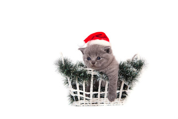 Little Kitten British Santa Claus sitting in a basket. Kitten one month.
