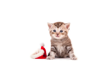 Little Kitten British  Santa Claus. Cat one month.