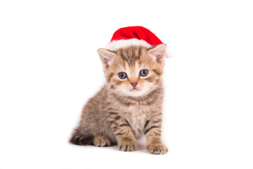Little Kitten British  Santa Claus. Cat one month.