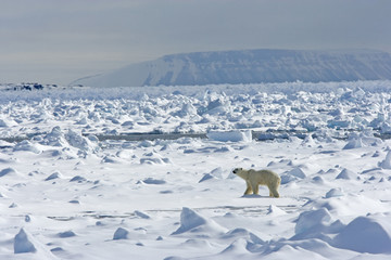 Eisbär im Packeis