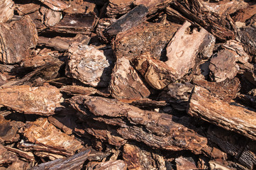 bark of trees