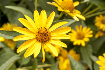 The blossomed yellow flowers