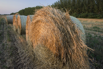 Straw bales