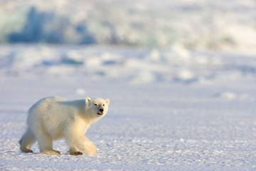 Eisbär auf Robbenjagd
