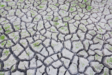 Green grass on cracked earth