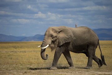 Fototapeta na wymiar Elefant staubt sich ein