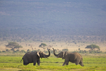 Kämpfende Elefanten