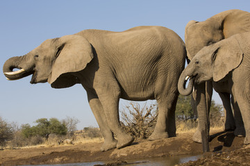 Elefanten am Wasserloch