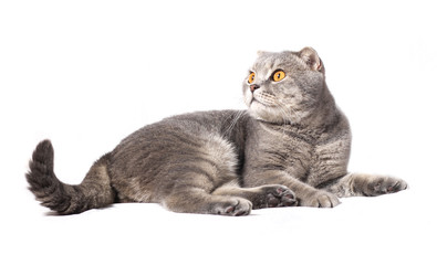 beautiful cat is insulated on white