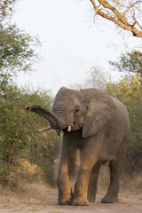 Fototapeta premium Afrikanischer Elefant