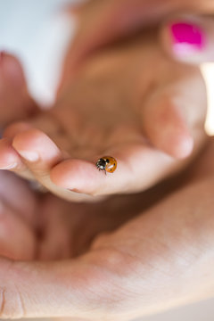 Person holding a ladybird on one finger
