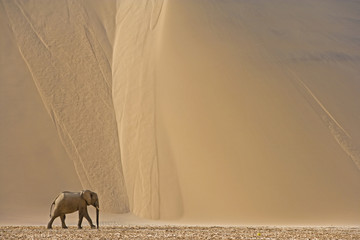 Wüstenelefant in den Sanddünen - obrazy, fototapety, plakaty