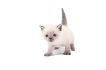 Little Kitten British point on white background. Kitten one month.