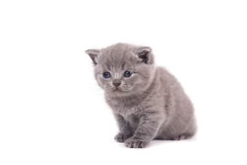 Little Kitten British blue on white background. Kitten one month.