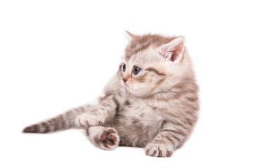 Little Kitten British striped brown on white background. Kitten one month.