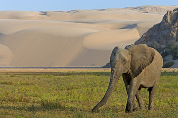 Naklejka premium Wüstenelefant in den Sanddünen