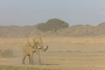 Wüstenelefant