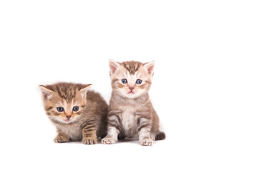 Fototapeta na wymiar Two small kittens British striped brown on a white background. Kitten one month.
