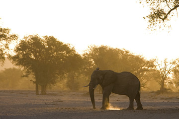 Fototapeta na wymiar Wüstenelefant