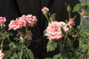 Pink roses in front of a dark wood window