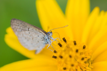 アメリカハマグルマにとまるシジミチョウ