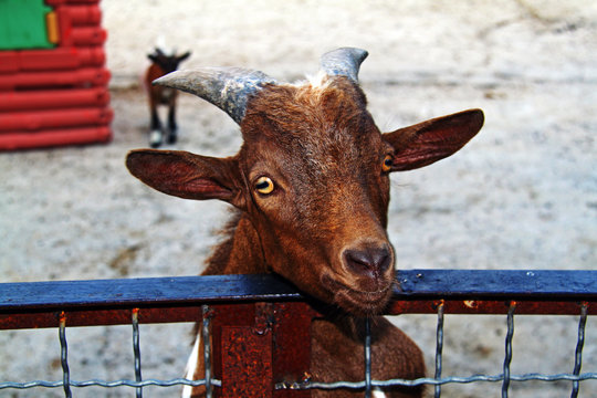 Portrait of a goat behind the fence
