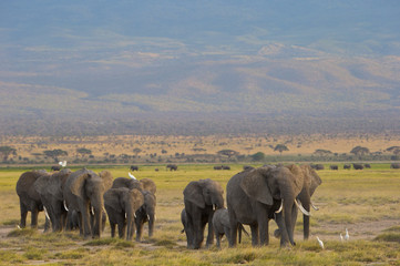 Fototapeta na wymiar Elefantenherde