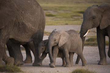 Elefantenkälber
