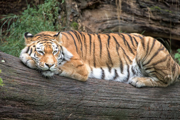 Fototapeta na wymiar Siberian tiger ready to attack looking at you