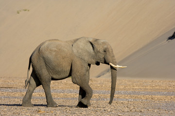 Fototapeta premium Wüstenelefant in den Sanddünen