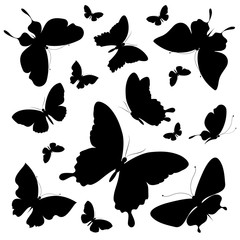 Fototapeta premium butterflies design