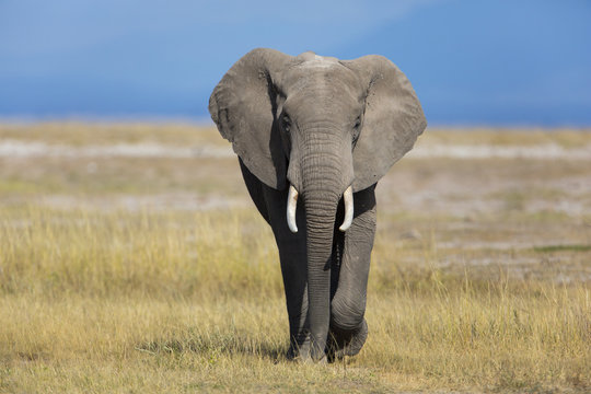 Afrikanischer Elefant