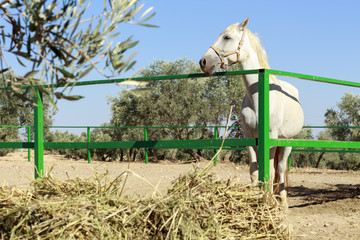 White horse behind a green fence