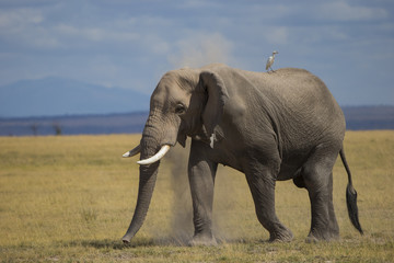 Fototapeta na wymiar Elefant staubt sich ein