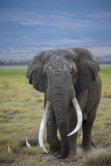 Naklejka na ściany i meble Afrikanischer Elefant