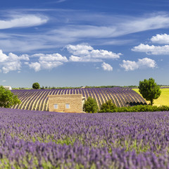 Provencal house among the lavender fields