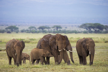 Naklejka premium Elefantenherde