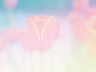 Sweet color flower for background design soft and blur style