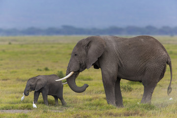 Fototapeta na wymiar Elefant mit Kalb