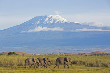 Elefanten mit Kilimandscharo