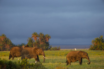 Fototapeta na wymiar Elefant bei der Nahrungsaufnahme