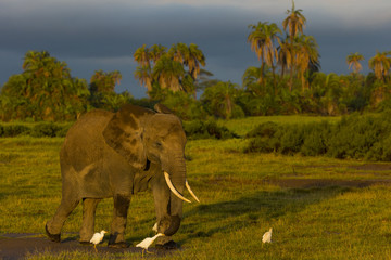 Naklejka premium Afrikanischer Elefant