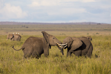 Obraz premium Kämpfende Elefanten